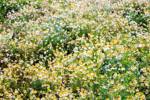 Chamomile flowers Stock Photos