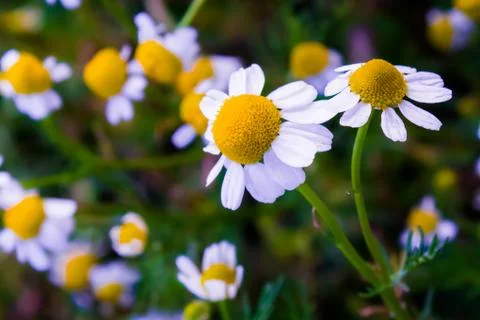 Chamomile flowers Stock Photos