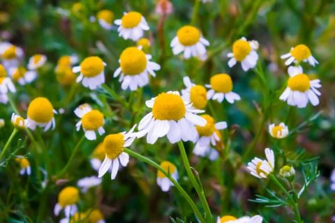 Chamomile flowers Stock Photos