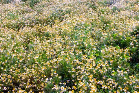 Chamomile flowers Stock Photos