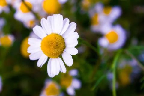 Chamomile flowers Stock Photos