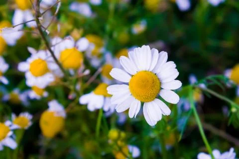 Chamomile flowers Stock Photos