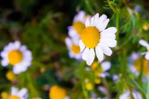 Chamomile flowers Stock Photos