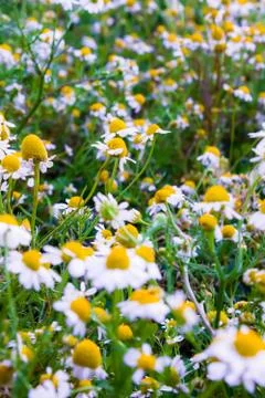 Chamomile flowers Stock Photos