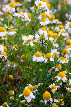 Chamomile flowers Foto stock