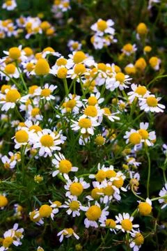 Chamomile flowers Stock Photos