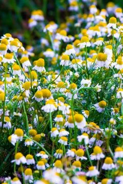 Chamomile flowers Stock Photos