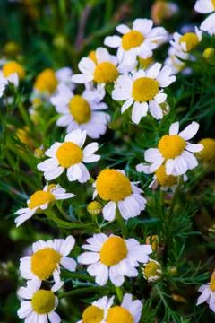 Chamomile flowers Stock Photos