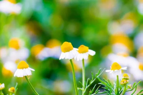 Chamomile flowers Stock Photos