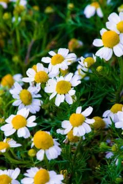 Chamomile flowers Stock Photos