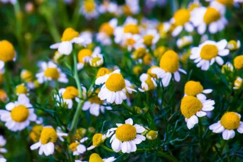 Chamomile flowers Stock Photos