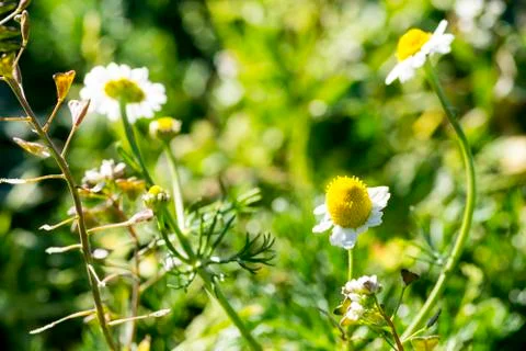 Chamomile flowers Stock Photos