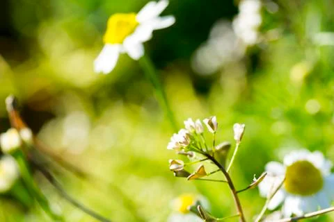 Chamomile flowers Stock Photos