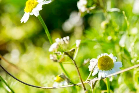 Chamomile flowers Stock Photos