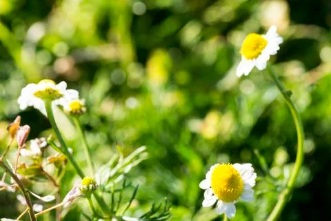 Chamomile flowers Stock Photos