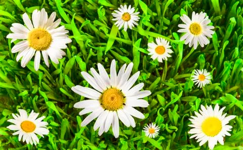 Chamomile flowers. Stock Photos
