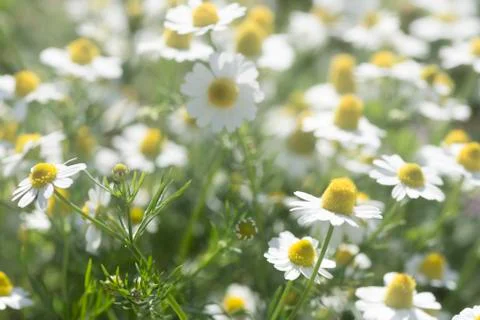 Chamomile flowers Stock Photos
