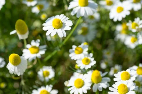 Chamomile flowers Stock Photos