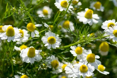 Chamomile flowers Stock Photos