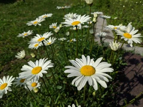 Chamomile flowers Stock Photos