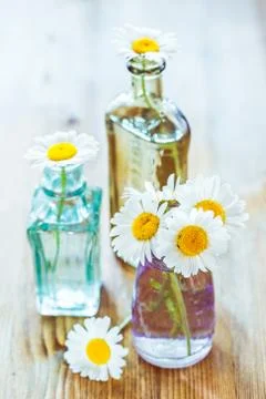 Chamomile flowers Stock Photos