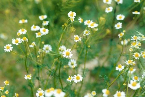 Chamomile flowers. Stock Photos