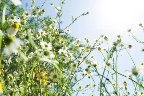 Chamomile flowers Stock Photos