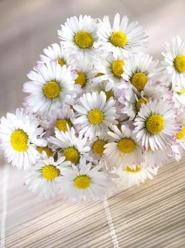 Chamomile  flowers Stock Photos