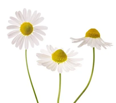 Chamomile flowers Stock Photos