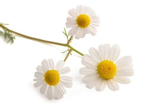 Chamomile flowers Stock Photos
