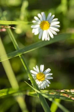 Chamomile Flowers Stock Photos