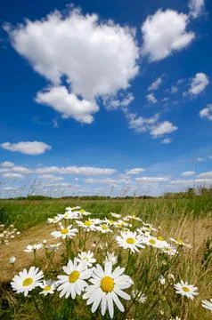 Chamomile flowers Stock Photos
