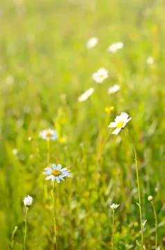Chamomile flowers, selective focus Stock Photos
