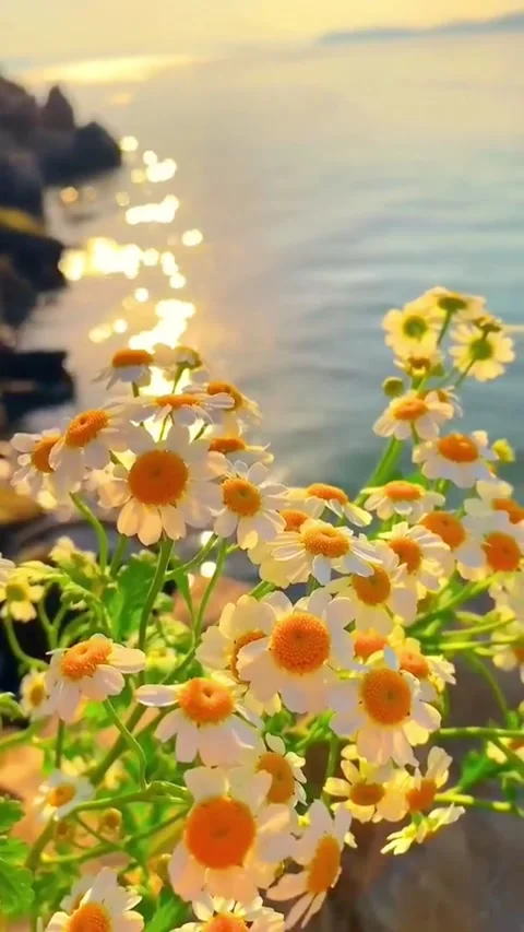 Chamomile flowers with serene ocean in background Golden hour light on calm.. Video stock 320385763