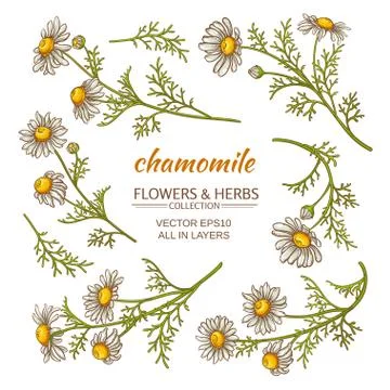 Chamomile flowers set Stock Illustration