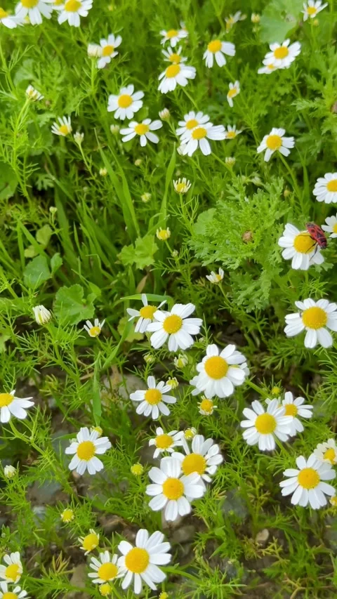 Chamomile flowers with small red insects in the field Stock-Footage 331982210