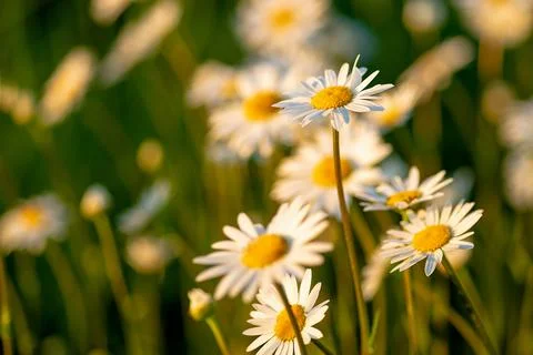 Chamomile Flowers in Soft Sunlight Stock Photos
