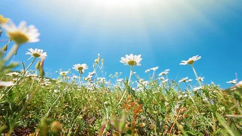 Chamomile flowers. spring. Stock Footage 80444376