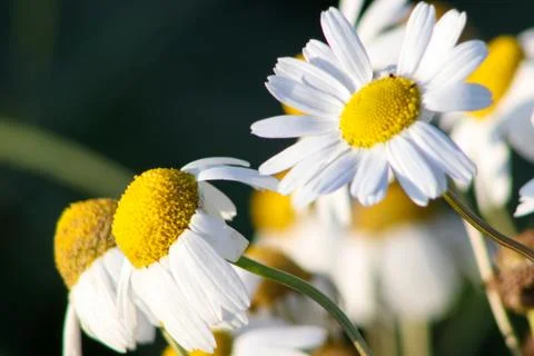 Chamomile flowers in the spring wind Stock Photos