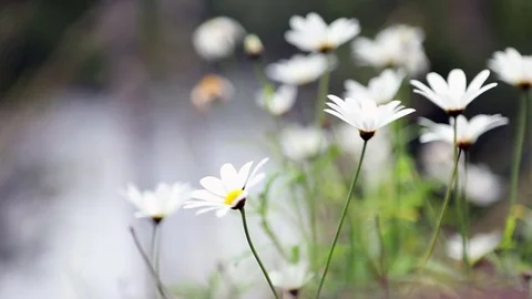Chamomile flowers on the summer field Stock Footage 80085909