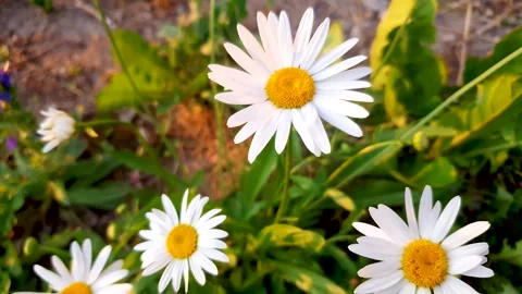 Chamomile flowers in summer in the middle of the grass in meadow Stock Footage 278414972