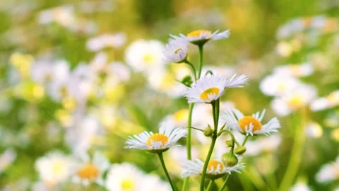 Chamomile flowers swaving in the wind. Flowering field. Summer meadow full of Stock Footage 342819722