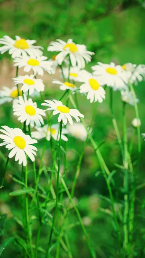 Chamomile Flowers Swaying Gently in Summer Breeze Video stock 337027190