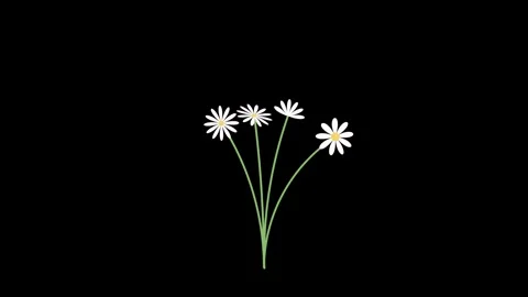 Chamomile Flowers Swaying in Spring Wind on Green Screen 4K Animation Stock Footage 331846090