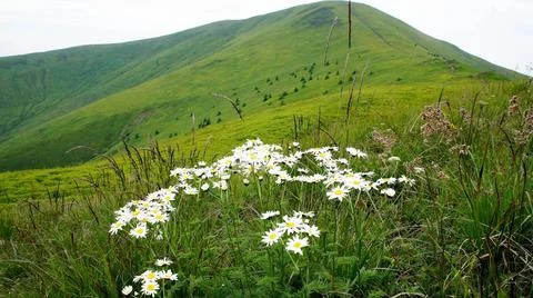 Chamomile flowers in the wild on a background of large green mountains in summer Stock Photos