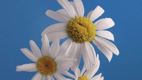 Chamomile flowers wither on a blue background Vídeos de archivo 158006097