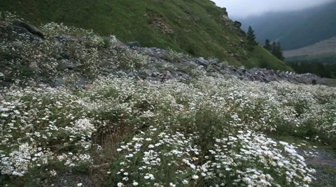 Chamomile at the foot of the mountain Stock Footage 68553653