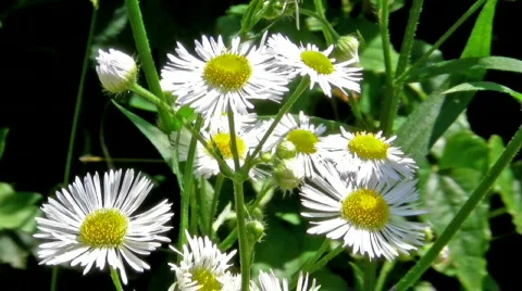 Chamomile Stock Footage 835641