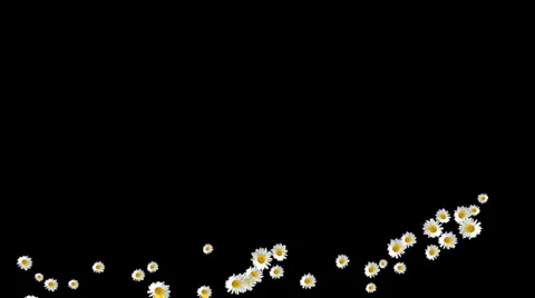 Chamomile Stock Footage 905108