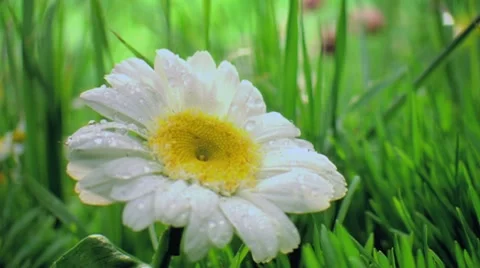 Chamomile Stock Footage 7968493
